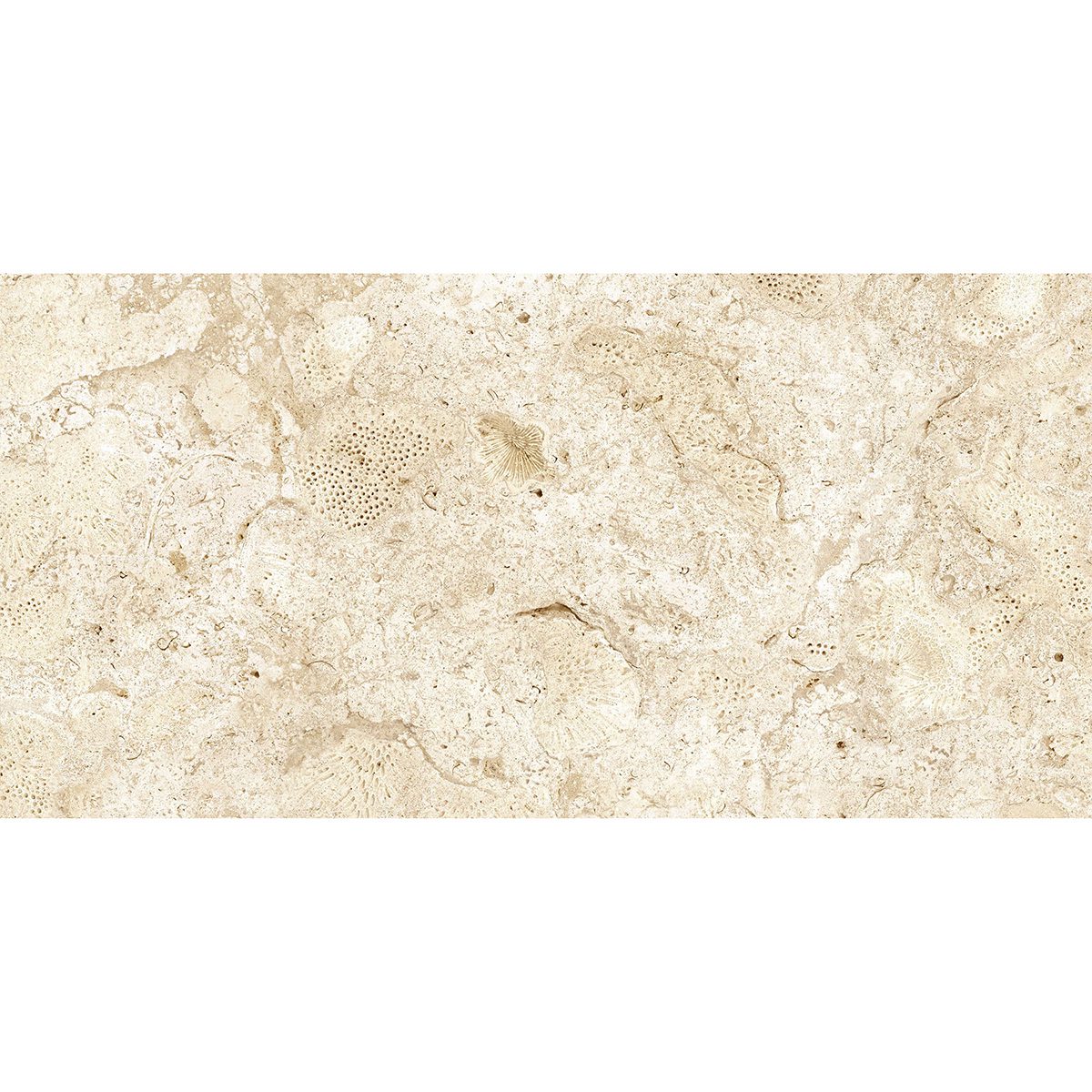 DFC-Nautica-12x24-Seashell-Matte-Porcelain-001